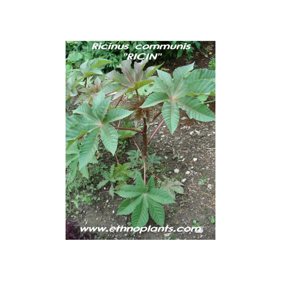 Ricinus Zanzibariensis » Wunderbaum Samen