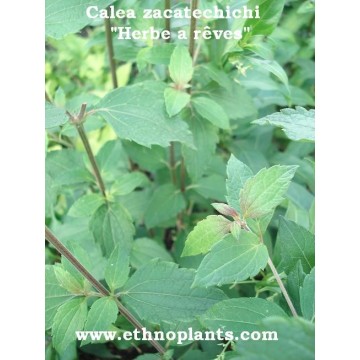 Graines De Calea Zacatechichi (Dream Herb) - Sachet De 50+ Graines Héritages Fraîches - Plante Rare Pour Jardinage