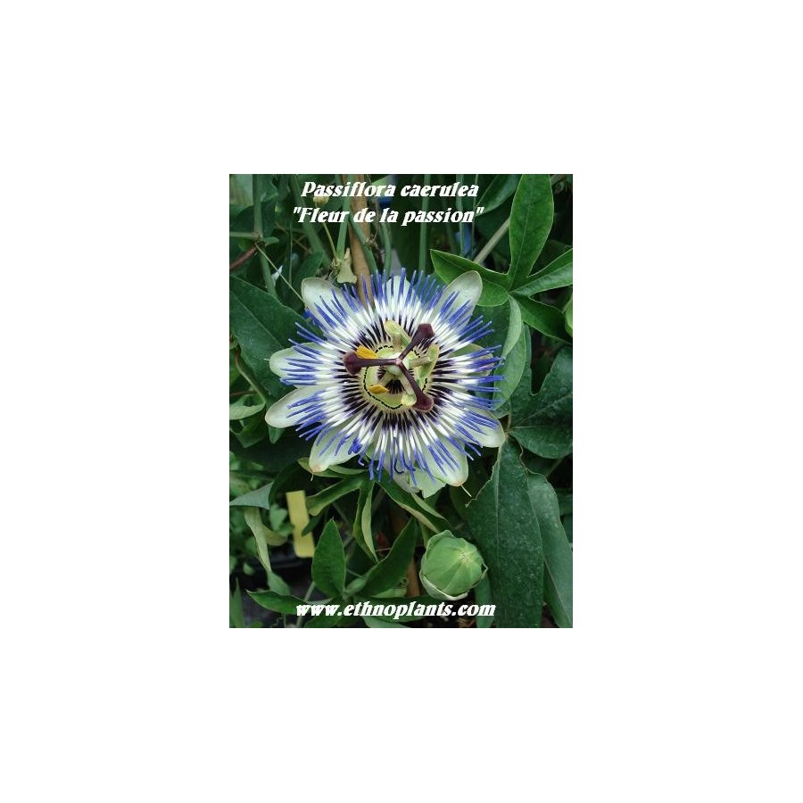 Passiflore bleue, plant de fleur de la passion / Passiflora caerulea