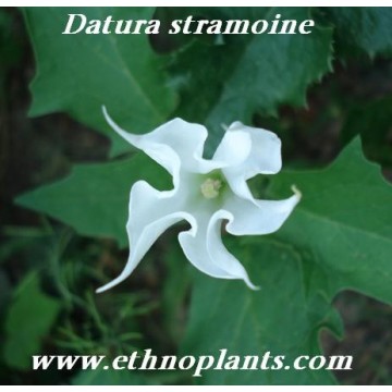 Datura planta