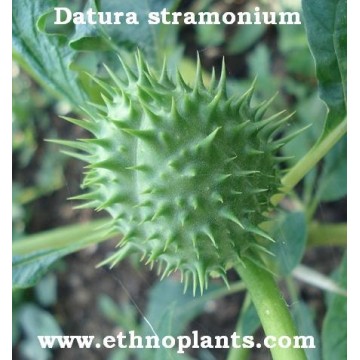 Datura estramonio