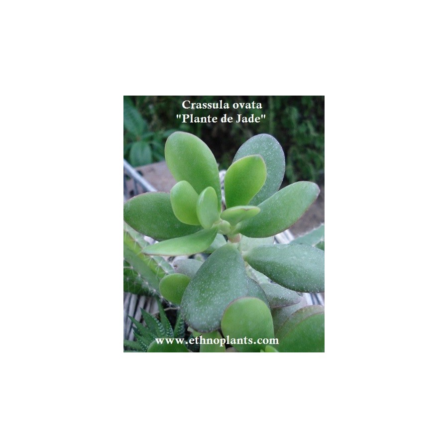 Plante porte chance, plant d'Arbre de Jade (Crassula ovata)