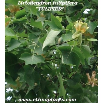 tulip tree sale plant