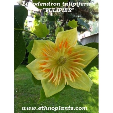 plant-de-tulipier