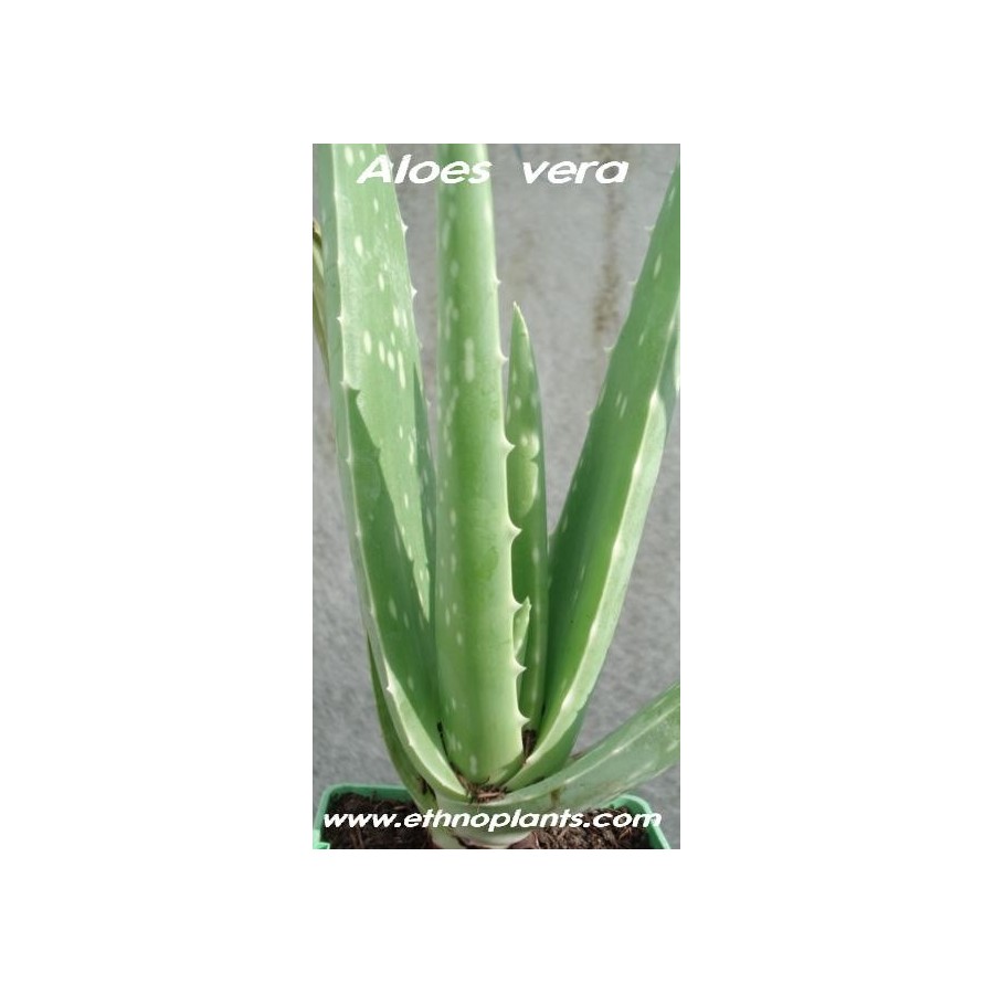 Vente d'Aloe vera, Aloe vraie, Aloes des Barbades - Pépinières Quissac