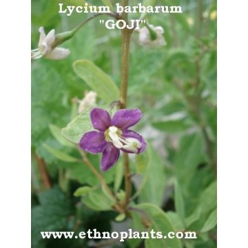 lycium barbarum goji