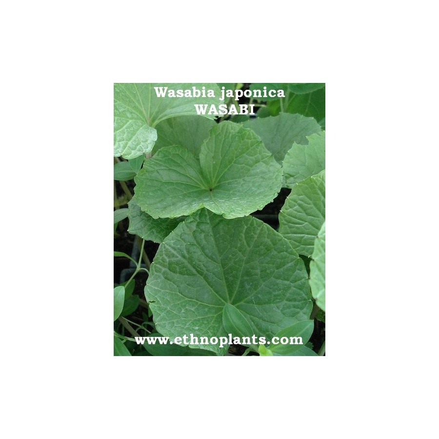 Wasabi - Vente en ligne de plants de Wasabi pas cher