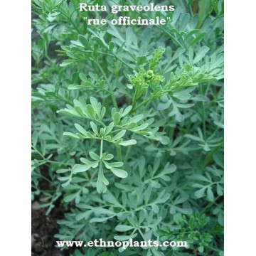 ruta graveolens ruda