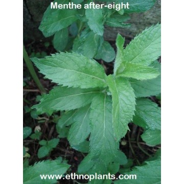 menthe after eight