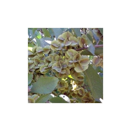 Combretum quadrangulare