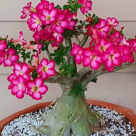 Desert Rose Plant , Adenium Obesum Bonsai Tree,, SALE