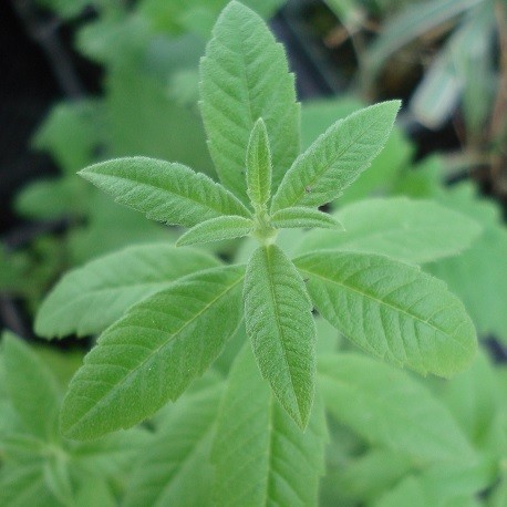 https://www.ethnoplants.com/3058/aloysia-lippia-citriodora-verveine-citronnelle-odorante-plante.jpg