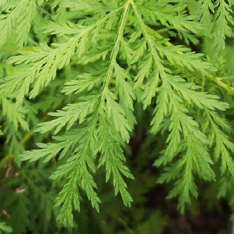 Sweet Wormwood (Artemisia annua) - Cambridge Botanic Garden