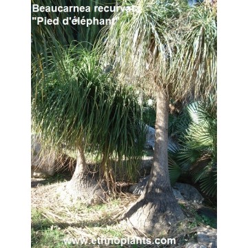 elefantenfuss kaufen