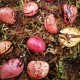 fresh kola nut seeds