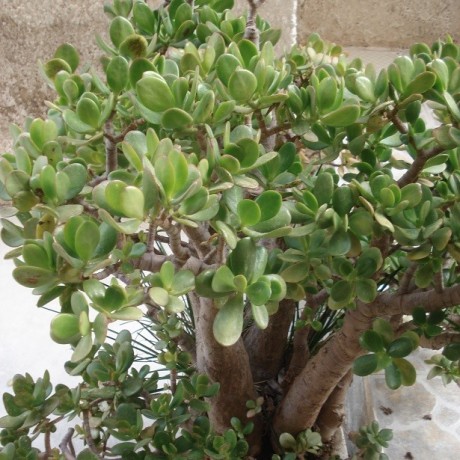 Crassula ovata (arbre de Jade)