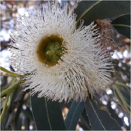 eucalyptus globulus