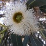 Eucalyptus globulus