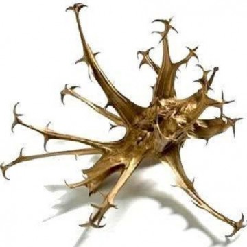 graines de griffe du diable