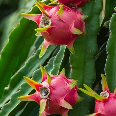 Raap Gouverneur projector Dragon fruit seeds pitaya for sale (Hylocereus undatus)