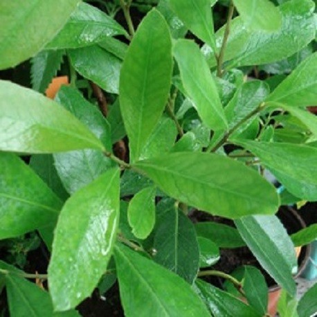 Yerbal mate (Ilex paraguariensis) - 20 seeds - Onszaden