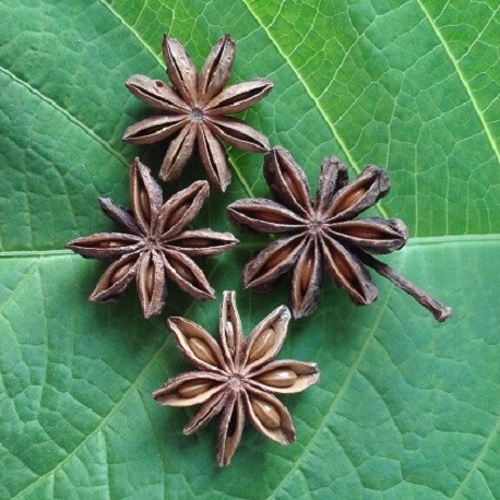 Badiane ou anis étoilé - Illicium verum - fruit (respiration