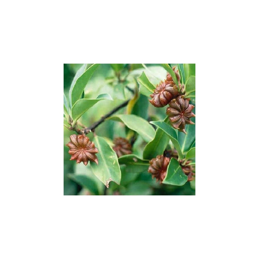 Badiane (anis étoilé) - plantes condimentaires 