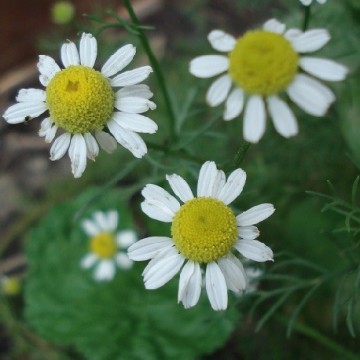 camomille-sauvage