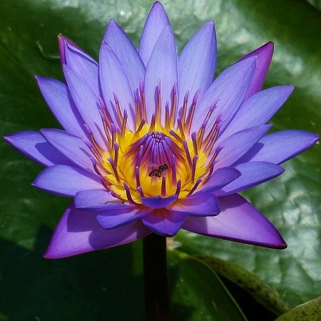 https://www.ethnoplants.com/3610/nymphaea-caerulea-sacred-blue-lotus-seeds.jpg