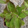 Kräftige und gut gewurzelte Käsepflanze (Paederia lanuginosa) - Ethnoplants
