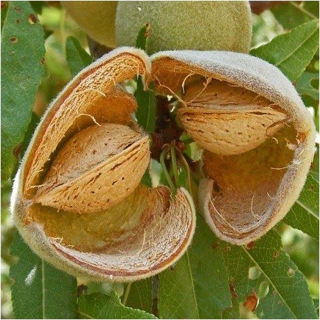 Almond tree seeds, Prunus dulcis Badam for sale