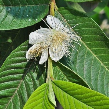 Psidium guajava