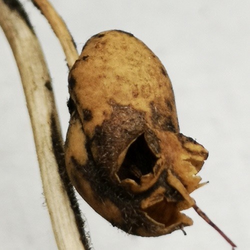 snapdragon seed pod