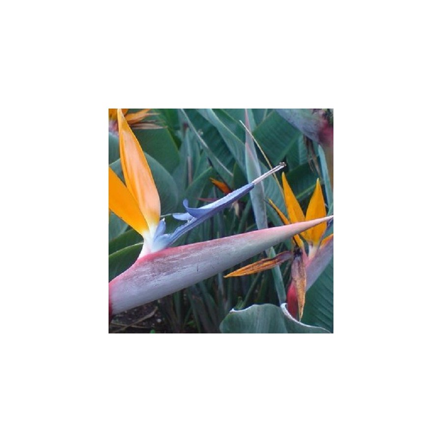 500 semillas de Strelitzia reginae-al por mayor ave del paraíso-Orange  Flores y servicios 24/7 Servicio de envío gratuito ﻿Moda global  