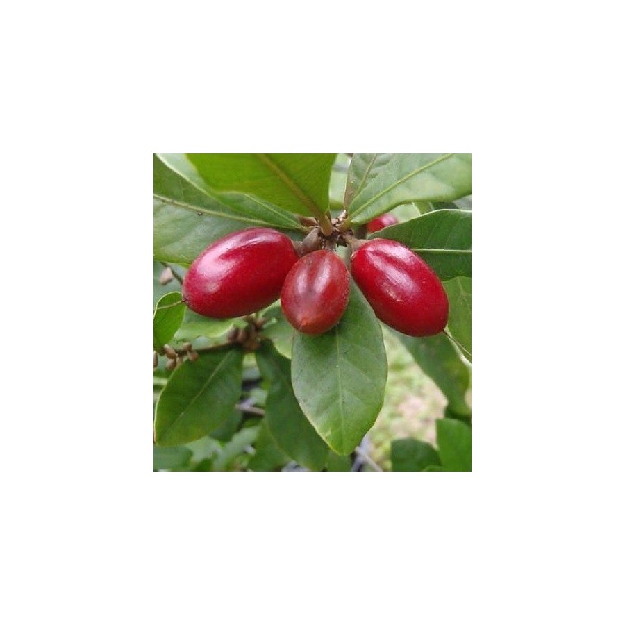 Graines de Synsepalum dulcificum - Fruit miracle - Boutique Végétale