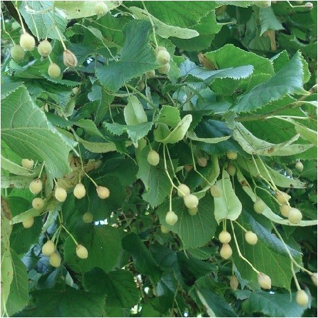 small-leaved-lime-seeds