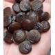 wisteria seeds