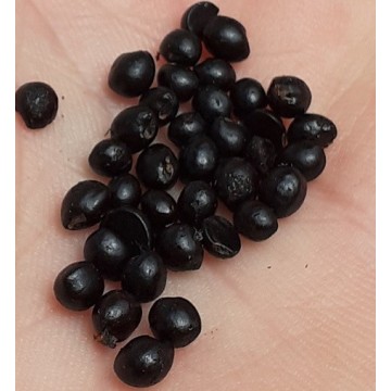 Zanthoxylum piperitum SZECHUAN, JAPANESE PEPPER (10 seeds)