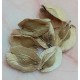 ponytail palm seeds