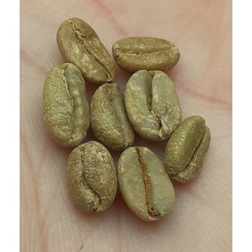 Coffea canephora CAFETO CAFÉ ROBUSTA (10 semillas)