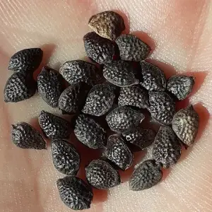 Banana passionfruit seeds