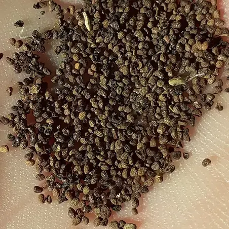 Tabaco Mapacho, semillas de tabaco azteca sagrado