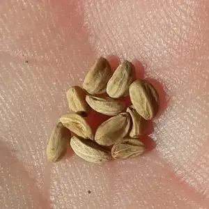 semillas de yerba mate