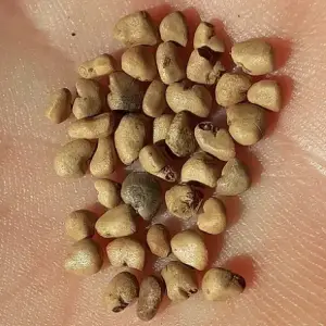 guava seeds