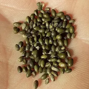 semillas de nenúfar blanco