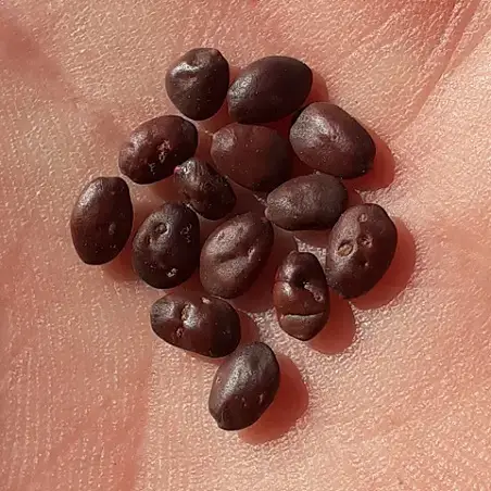 Judas Tree Seeds, Love Tree - Cercis siliquastrum (buy & grow)