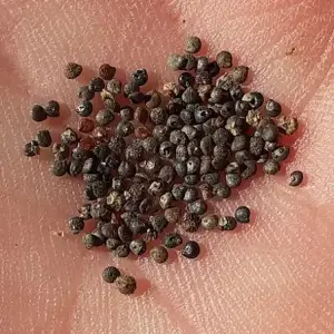 graines de chénopode blanc