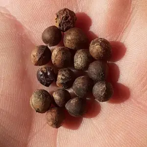 camphor seeds