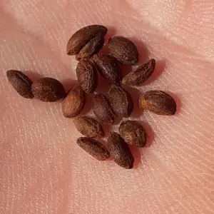 graines de malkangini