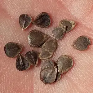 semillas de flor de calicó